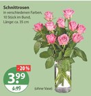 Baum im V-Markt Prospekt Schnittrosen im aktuellen V-Markt Prospekt für 3,99 €