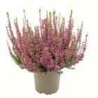Knospenheide im Angebot bei toom Baumarkt in Ulm Knospenheide Angebote bei toom Baumarkt Ulm für 1,29 €
