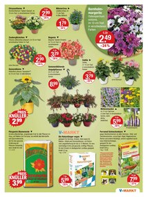 Balkonpflanzen im V-Markt Prospekt "V-Markt einfach besser einkaufen" mit 25 Seiten (Regensburg)