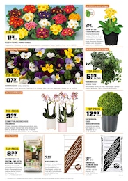 Blumen Angebot im aktuellen OBI Prospekt auf Seite 8