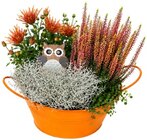 Herbstarrangement von  im aktuellen REWE Prospekt für 7,99 €