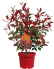 Glanzmispel (Photinia fraseri 'Devils Dream') bei Globus-Baumarkt im Weinstadt Prospekt für 34,99 €