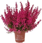Penny Rockenhausen Prospekt mit  im Angebot für 1,89 €