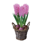 Jacinthes en corbeille en promo chez Lidl Limoges à 3,99 €