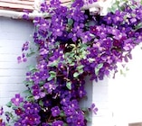 Clematis bei Thomas Philipps im Itzehoe Prospekt für 2,22 €