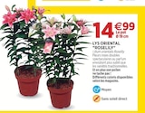 Lys oriental "Roselily" dans le catalogue Delbard