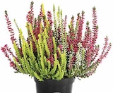 Knospenheide von  im aktuellen Dehner Garten-Center Prospekt für 3,79 €