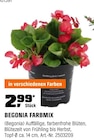 BEGONIA FARBMIX im Angebot bei OBI in Menden BEGONIA FARBMIX Angebote bei OBI Menden für 2,99 €