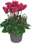 Cyclamen - GARDENLINE en promo à 1,99 € chez Aldi Cyclamen - GARDENLINE dans le catalogue Aldi