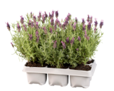 Lidl - Lavendel stoechas Angebot im Prospekt Lavendel stoechas bei Lidl im Prospekt "" für 5,99 €