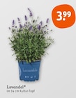Lavendel Angebote bei tegut Augsburg für 3,99 €