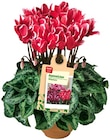 Aktuelles Alpenveilchen Angebot bei REWE in Cottbus ab 1,99 €