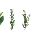 Original Thüringer Rostbratwurst Angebote von K-PURLAND bei Kaufland Bautzen für 2,39 €