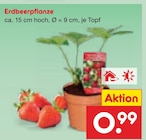 Aktuelle Erdbeerpflanzen Angebote bei Netto Marken-Discount in Hamburg Aktuelles Erdbeerpflanze Angebot bei Netto Marken-Discount in Hamburg ab 0,99 €