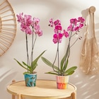 Orchidée Phalaenopsis - Carrefour Market à Noisy-le-Grand Orchidée Phalaenopsis en promo chez Carrefour Market Noisy-le-Grand à 8,99 €