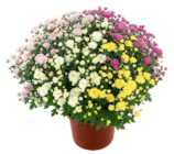 Aktuelles Chrysanthemen-Busch XXL Angebot bei Kaufland in Duisburg ab 8,88 €