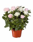 Romantisches Rosen-Duo für 4,99 € bei Lidl im Angebot Romantisches Rosen-Duo im aktuellen Lidl Prospekt