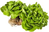 Aktuelle Gemüse Angebote bei REWE in Ludwigshafen (Rhein) Aktuelles Wurzelsalate Angebot bei REWE in Ludwigshafen (Rhein) ab 0,99 €
