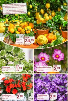Zitronenbaum im Garten-Center Nordharz GmbH & Co. KG Prospekt "SUMMER TIME!" mit 16 Seiten (Salzgitter)