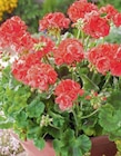Aktuelles Geranie Angebot bei toom Baumarkt in Solingen (Klingenstadt) ab 2,79 €