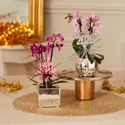 Mini orchidée 2 tiges - Carrefour à Nantes Mini orchidée 2 tiges en promo chez Carrefour Nantes à 6,99 €