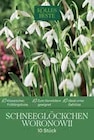 Schneeglöckchen Woronowii für 3,99 € bei Pflanzen Kölle im Angebot Schneeglöckchen Woronowii im aktuellen Pflanzen Kölle Prospekt
