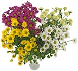 Penny Finnentrop - Chrysanthemen 'Santini Festival' Angebot im Prospekt Chrysanthemen 'Santini Festival' bei Penny im Finnentrop Prospekt für 1,99 €
