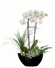 Composition orchidée vogue en promo chez Lidl Composition orchidée vogue dans le catalogue Lidl