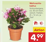 Weihnachtskaktus Angebote bei Netto Marken-Discount Wiesbaden für 4,99 €
