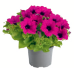 Sommerblumen bei toom Baumarkt im Norden Prospekt für 2,49 €
