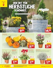 Garten im Netto Marken-Discount Prospekt in Germering Aktueller Netto Marken-Discount Prospekt mit Garten, "Aktuelle Angebote", Seite 6