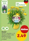 Staude bei Penny im Markt Rettenbach Prospekt für 2,49 €