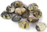 Teppichmuschel Vongole Veraci im Angebot bei Metro in Moers Teppichmuschel Vongole Veraci Angebote bei Metro Moers für 22,46 €