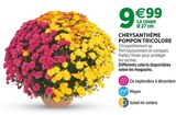 Jardineries du terroir Saint-Julien-en-Genevois - Promo Chrysanthème Pompon Tricolore Promo Chrysanthème Pompon Tricolore à 9,99 € dans le catalogue Jardineries du terroir à Saint-Julien-en-Genevois