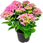 Hydrangea Hortensia Angebote bei REWE Schwäbisch Gmünd für 7,50 €