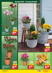 Pflanzen im Netto Marken-Discount Prospekt in Rostock Aktueller Netto Marken-Discount Prospekt mit Pflanzen, "Aktuelle Angebote", Seite 17