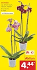 Orchidee im Angebot bei Netto Marken-Discount in Frankfurt Orchidee Angebote bei Netto Marken-Discount Frankfurt für 4,44 €