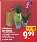 Grünpflanzen und Orchidee für 9,99 € bei E center im Angebot Grünpflanzen und Orchidee im aktuellen E center Prospekt