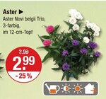 Aster Novi belgii Trio für 2,99 € bei V-Markt im Angebot Aster Novi belgii Trio im aktuellen V-Markt Prospekt