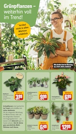 Ähnliche Regentonne Angebote im Prospekt "Dein Markt" von REWE in Herford Ähnliche Angebote wie Regentonne im Prospekt "Dein Markt" auf Seite 9 von REWE in Herford