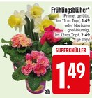 Primel gefüllt oder Narzissen großblumig von  im aktuellen EDEKA Prospekt für 1,49 €