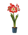 Amaryllis dans le catalogue Lidl