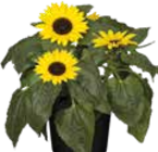Sonnenblume im aktuellen Pflanzen Kölle Prospekt