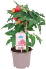 Naschgemüsepflanze »Pick N Joy« Angebote bei REWE Rheda-Wiedenbrück für 6,99 €