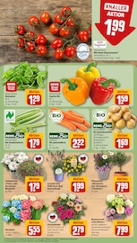 Hortensie im REWE Prospekt in Schwabach Aktueller REWE Prospekt mit Hortensie, "Dein Markt", Seite 11