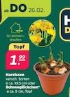 Narzissen oder Schneeglöckchen für 1,99 € bei Netto mit dem Scottie im Angebot Narzissen oder Schneeglöckchen im aktuellen Netto mit dem Scottie Prospekt