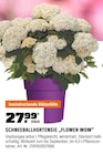 SCHNEEBALLHORTENSIE „FLOWER WOW“  im aktuellen OBI Prospekt für 27,99 €