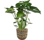 Gamm vert Liesle - Promo Monstera Promo Monstera à 16,99 € dans le catalogue Gamm vert à Liesle