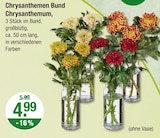 Aster im V-Markt Prospekt Chrysanthemen Bund Chrysanthemum im aktuellen V-Markt Prospekt für 4,99 €