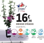 Hibiscus Syriacus - E.Leclerc Hibiscus Syriacus à 16,90 € dans le catalogue E.Leclerc